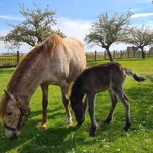 Pony Ronja und Fohlen [(c): FilmBurg Querfurt]