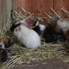 Meerschweinchen [(c) FilmBurg Querfurt]